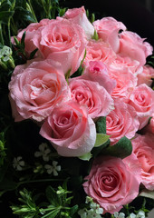 Big Bouquet of Fresh Pink Roses with Green Leafs and Water Drops