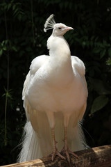 TIERE_2091_weisser_Pfau