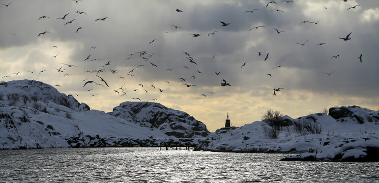 M&ouml;wen im Hafen von Stamsund, Lofoten