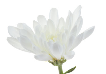  White chrysanthemum isolated