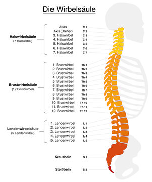 Human spine with names and numbers of the vertebras - GERMAN LABELING! Isolated vector illustration on white background.