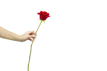Offering a red rose