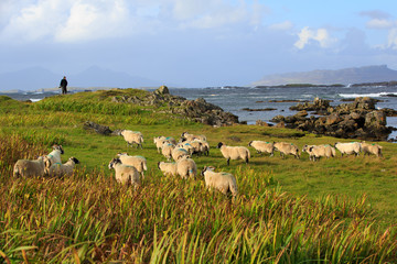 Fototapeta na wymiar Sheep grazing on Farmland