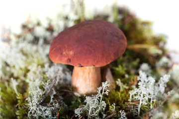 Brown cupped mushroom - seasonal vegetarian food