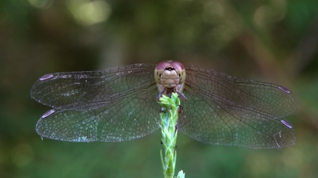 Dragonfly in the garden/Dragonfly in the garden on a branch close-up