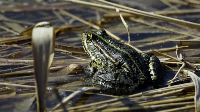 Green frog /Green frog on marshy river