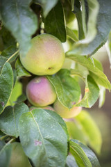 Reife Äpfel am Baum
