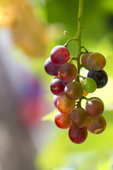 grapes outside with green background