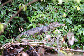 Caimán Costa Rica