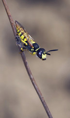 Small wasp in the nature