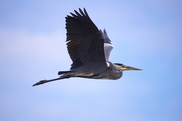 Grey Heron (Ardea cinerea) in flight.