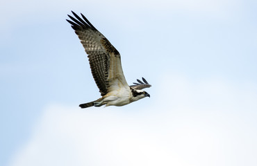 Osprey (Pandion haliaetus) in fly
