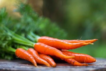 Carrot growing in the garden