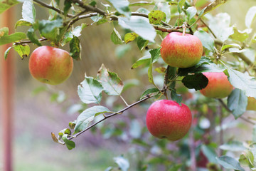 Fresh apple crop outdoors