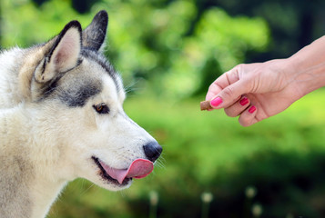 Obraz premium Feeding dog - Owners hand feeding dog
