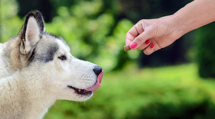 Feeding dog - Owners hand feeding dog - 91482488