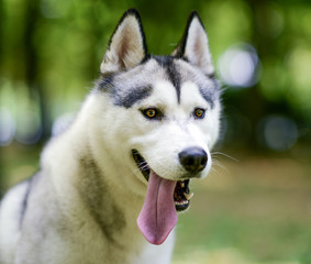 Husky portrait