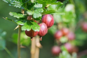 Fresh gooseberry on a bush