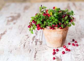 Fresh cranberries in a pot