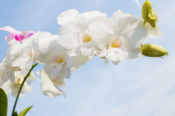 Beautiful white orchids on nature background
