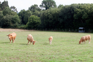 Obraz na płótnie Canvas Brown cows grazing