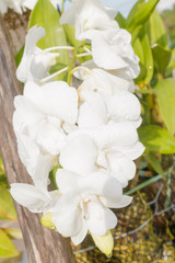 Obraz na płótnie Canvas Beautiful white orchids on nature background