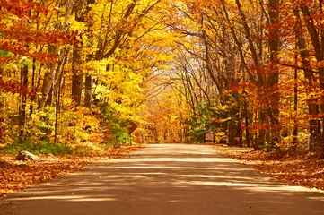 Aluminium Prints Autumn Autumn scene with road