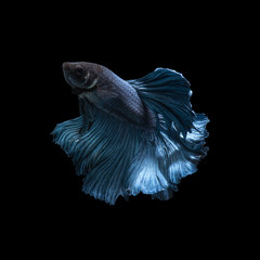 Capture the moving moment of blue siamese fighting fish