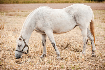 Obraz na płótnie Canvas Graceful horse.