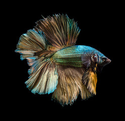 Capture the moving moment of golden copper siamese fighting fish