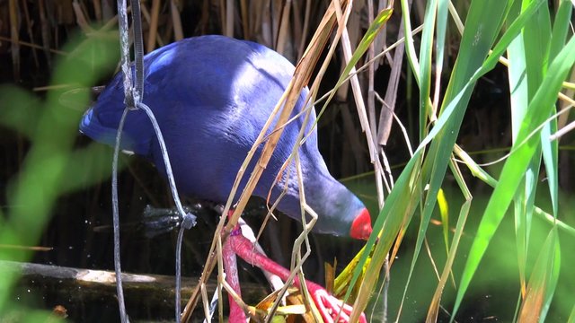 A purple swamp hen forages for food in a wetlands area.