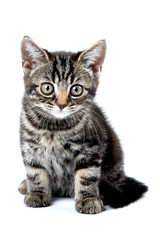 Obraz premium Striped kitten with big eyes (isolated on white)