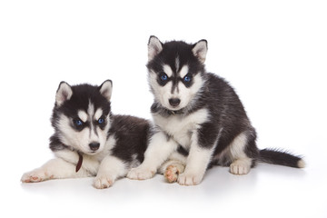 Two Siberian husky puppy sitting and looking at the camera (isolated on white)