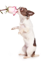 Chihuahua puppy smelling a flower (isolated on white)