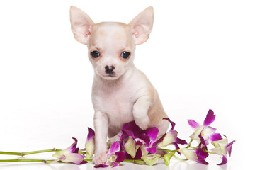 The puppy chihuahua and flowers (isolated on white)