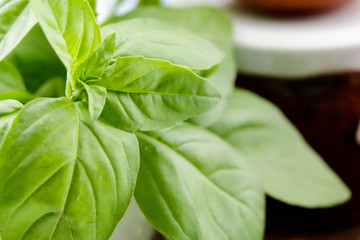 Fresh basil leaves closeup