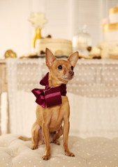 Russian toy terrier with bow, sitting, indoor