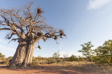 Keuken foto achterwand Baobab Baobab