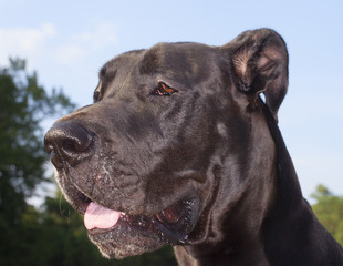 Great Dane portrait