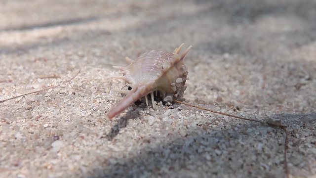 crab walking on sand beach coast