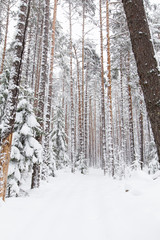russian Winter forest snow road