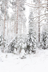 russian Winter forest snow road
