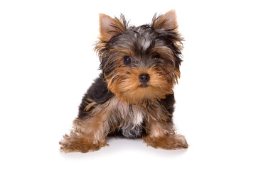 Puppy Yorkshire terrier looking at the camera (isolated on white)