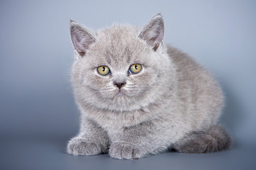 Fototapeta na wymiar Fluffy gray kitten looking into the camera on a gray background