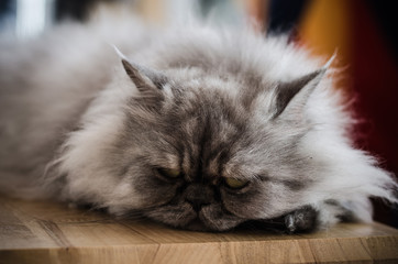 Fototapeta premium Cat Looking