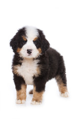 Bernese Mountain Dog puppy standing and looking at the camera (isolated on white)