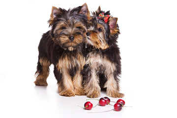 Two puppies Yorkshire terrier and black cherry (isolated on white)