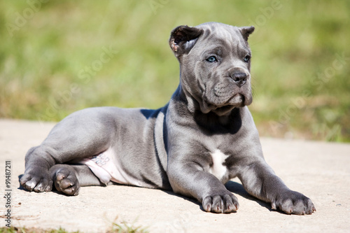 "gray puppy Cane Corso on the grass" Stock photo and