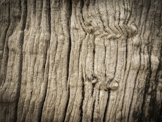 texture of tree photography