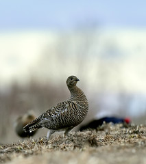 Portrait of Female Black Grouse (Tetrao tetrix)
